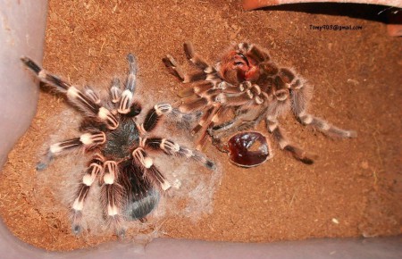 Acanthoscurria geniculata molting