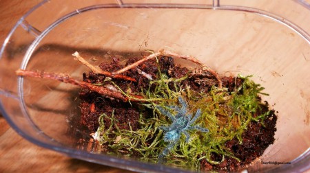 Avicularia versicolor 3zv.