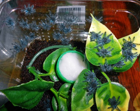 Avicularia versicolor 1zv.