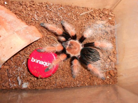 Brachypelma boehmei 0.1 8zv.