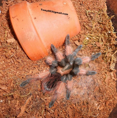 Brachypelma emilia 0.1 8zv. tesne po zvleku