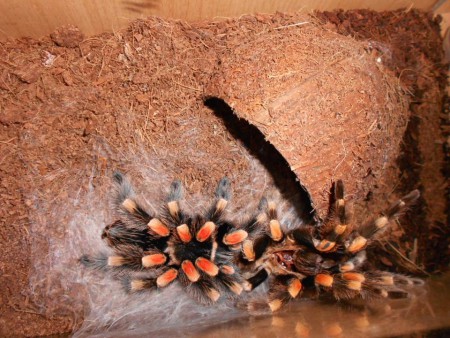 Brachypelma smithi molting