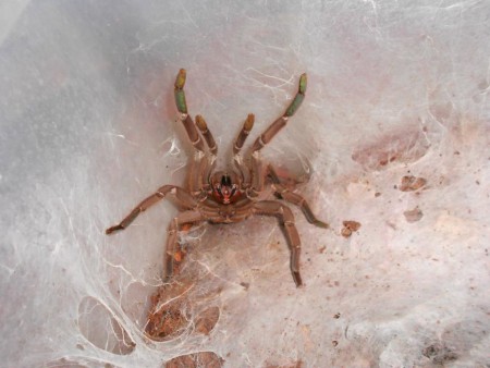 Chilobrachys huahini 0.1 ADULT angry