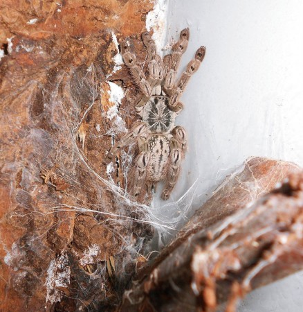 Heteroscodra maculata 0.1 ADULT