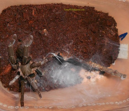 Hysterocrates hercules 1.0 sub.