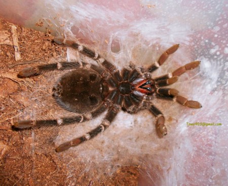 Lasiodora parahybana 0.1 začína sa zvliekať