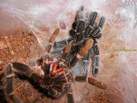 Lasiodora parahybana 0.1 zvlečená do 10zv.