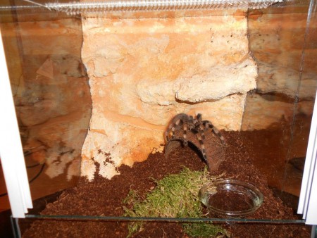 Nhandu coloratovillosum