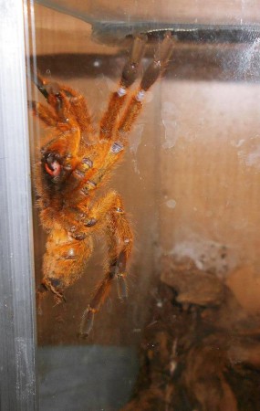 Pterinochilus murinus RCF 1.0 adult