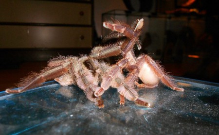 Tapinauchenius violaceus matting