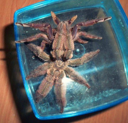 Tapinauchenius violaceus matting