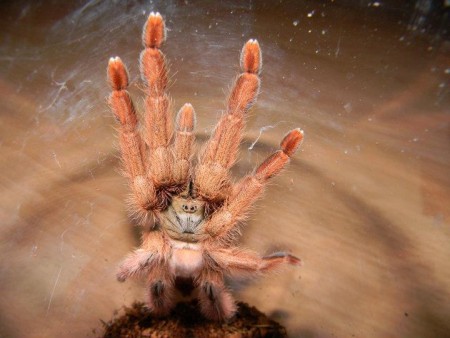 Tapinauchenius gigas 0.1 ADULT