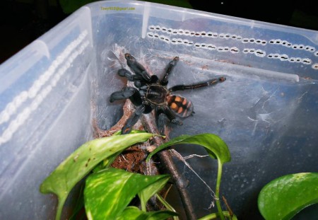 Psalmopoeus irminia 0.1 ADULT