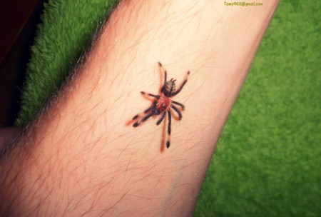 Psalmopoeus irminia 2zv.