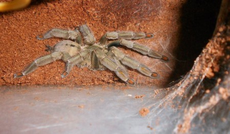 Psalmopoeus cambridgei 0.1 ADULT
