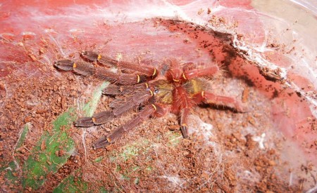 Ephebopus cyanognathus 