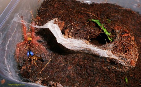 Ephebopus cyanognathus asi 0.1