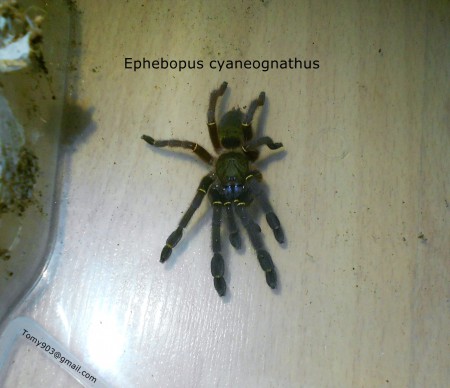E.cyanognathus