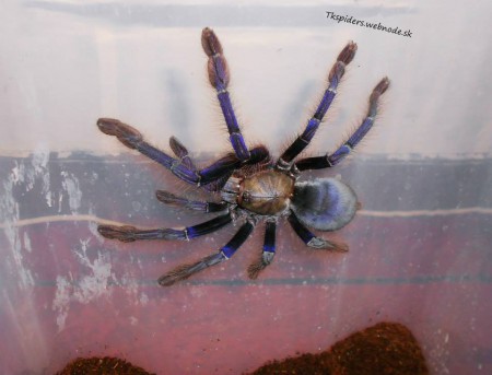 Lampropelma violaceopes 0.1 ADULT