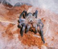 /album/haplopelma-spp-/h-longipe-jpg1/