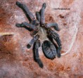 /album/haplopelma-spp-/h-longipess-jpg1/