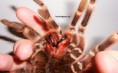 /album/acanthoscurria-spp-/a-gen-jpg/