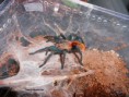 /album/chromatopelma-cyaneopubescens/a428843-523157894369213-387346748-n-jpg/
