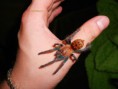 /album/chromatopelma-cyaneopubescens/a563911-483840471634289-414864660-n-jpg/