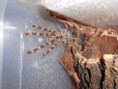 /album/poecilotheria-spp-/a408330-338368799514791-1295714504-n-jpg/