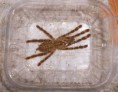 /album/poecilotheria-spp-/rufilata-jpg/