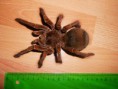 /album/theraphosa-spp-/dscn3194-jpg/