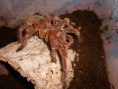 /album/theraphosa-spp-/dscn3197-jpg/